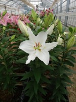 [5667 VZ W09 0398-01 No01.JPG]